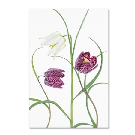 Mandy Disher 'Snakes Head Fritillary' Canvas Art,30x47